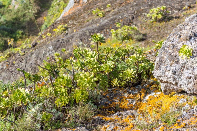 Aeonium arboreum ist eine endemische Art