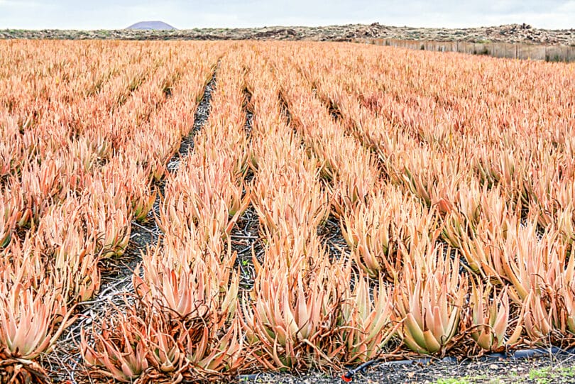 Verschiedene Aloe vera Produkte werden auf Fuerteventura unter dem Markennamen Aloexir angeboten