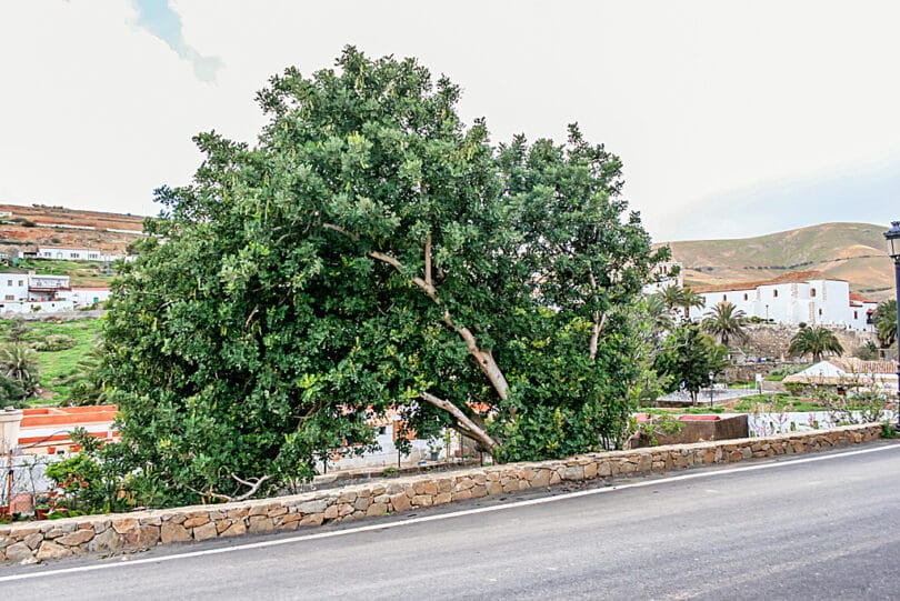 Johannisbrotbäume gedeihen in Betancuria auch ohne künstliche Bewässerung