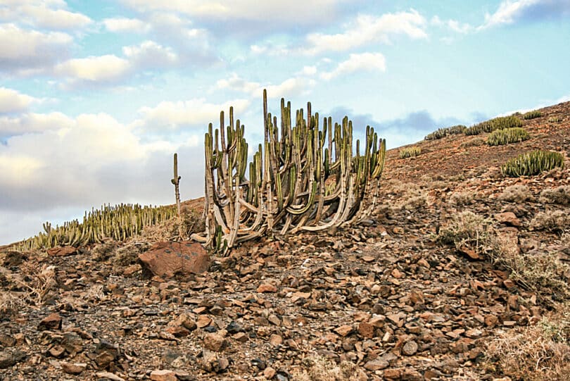 Die Piste nach Cofete durchquert einen Bestand der Kanarischen Wolfsmilch (Euphorbia canariensis)