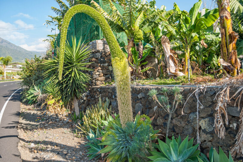 Drachenbaum Agave - Agave attenuata