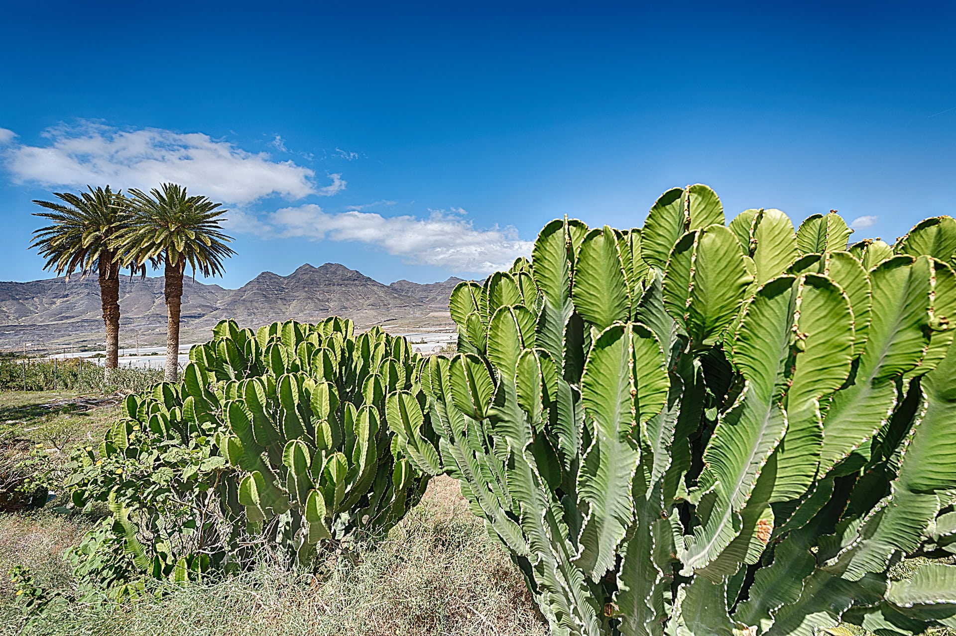 El-Albercon