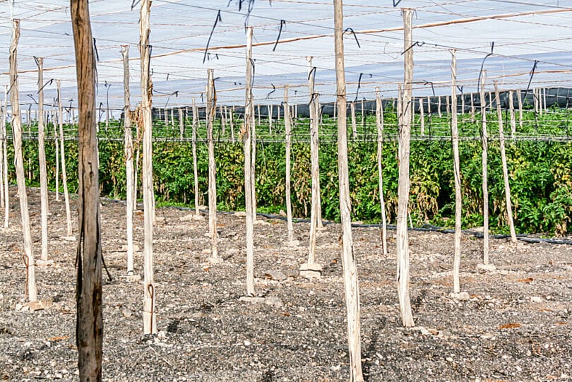 Tomatenanbau in Fayagua