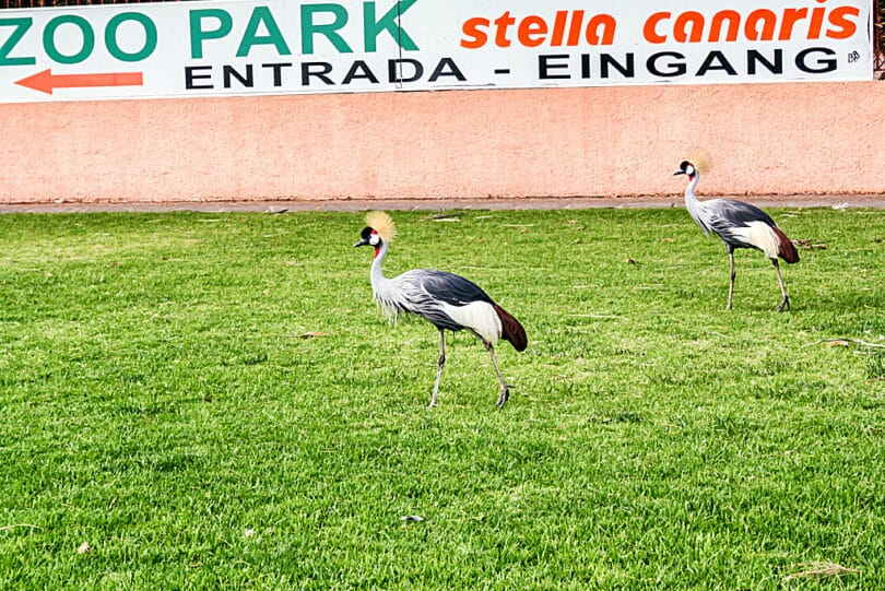 Kronenkraniche (Balearica pavonina) im Vogelpark Stella Canaris in Jandia Playa