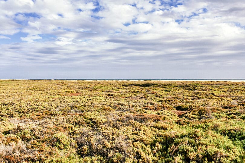 Zwischen den Hotelanlagen von Jandia Playa und dem Strand erstreckt sich das Naturschutzgebiet Parque Natural El Saladar