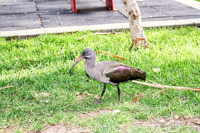 Ibis im Vogelpark Stella Canaris in Jandia Playa