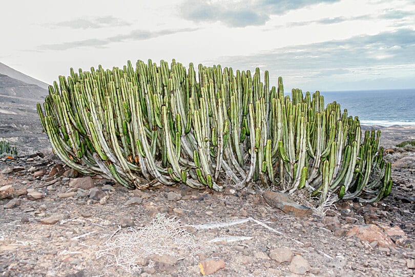 Die Kanarische Wolfsmilch (Euphorbia canariensis) gehört zu den Sukkulenten