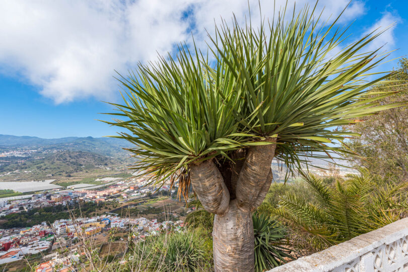 Kanarischer Drachenbaum - Dracaena draco