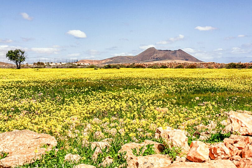Fuerteventura wird auch die Insel des ewigen Sommers genannt