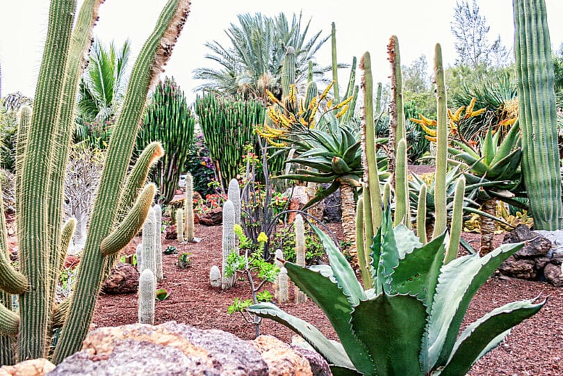Im La Lajita Oasis-Park wachsen Kakteen und andere Sukkulente aus aller Welt