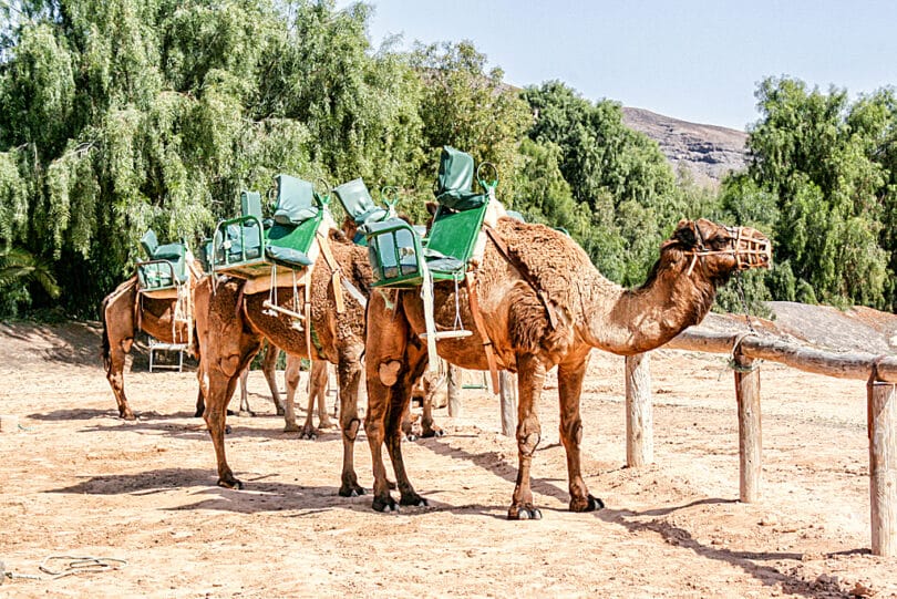 Eine der Attraktionen des La Lajita Oasis-Parks ist die Kamelsafari