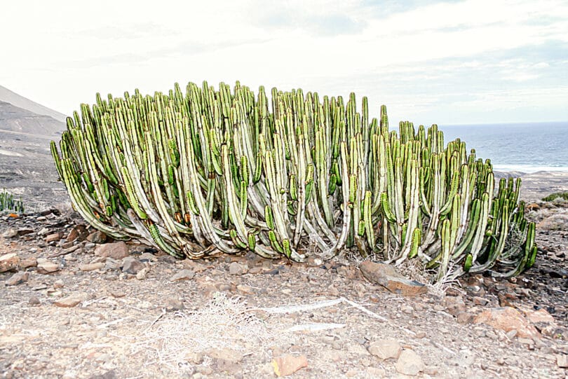 In der Nähe von Las Hermosas wachsen noch Bestände der Kanarischen Wolfsmilch (Euphorbia canariensis)