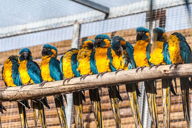 Aras im Loro Parque