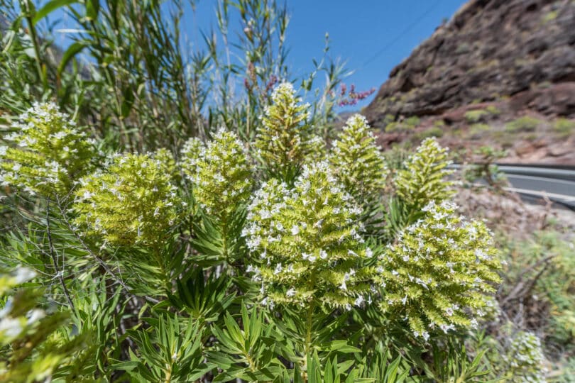 Natternkopf - Echium sp.