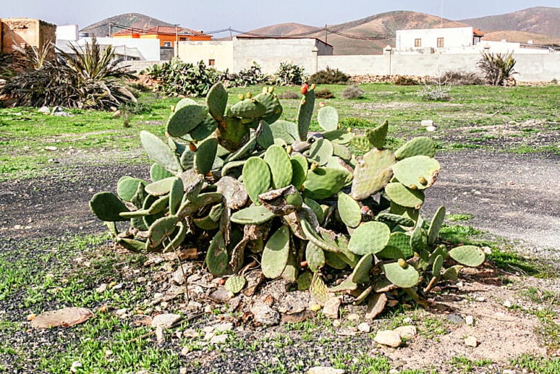 Feigenkakteen (Opuntia ficus indica) findet man überall auf Fuerteventura