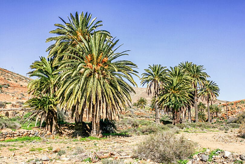 In den Barrancos des zentralen Berglandes von Fuerteventura gedeihen zahlreiche Kanarische Dattelpalmen (Phoenix canariensis)