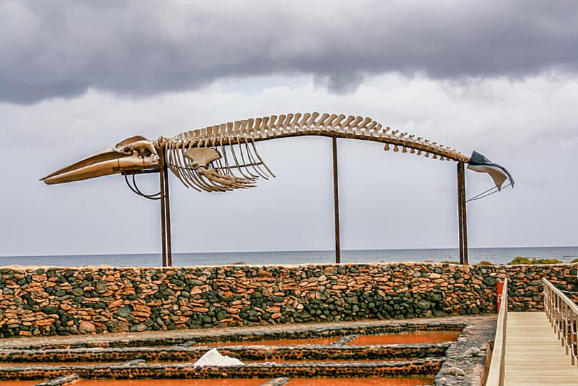 Auf dem Gelände der Salinas del Carmen wird auch ein Walskelett ausgestellt