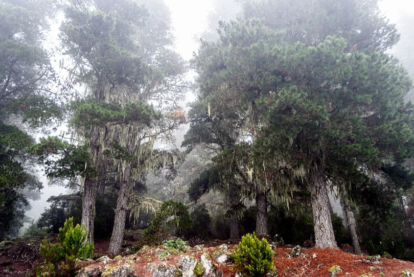 Nebelwald auf Teneriffa