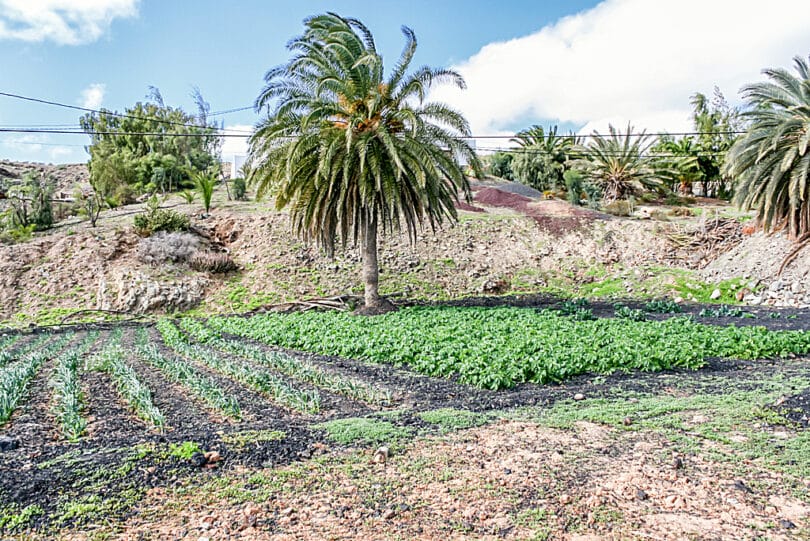 In Tesejerague leben die Menschen auch heute noch vorwiegend von der Landwirtschaft