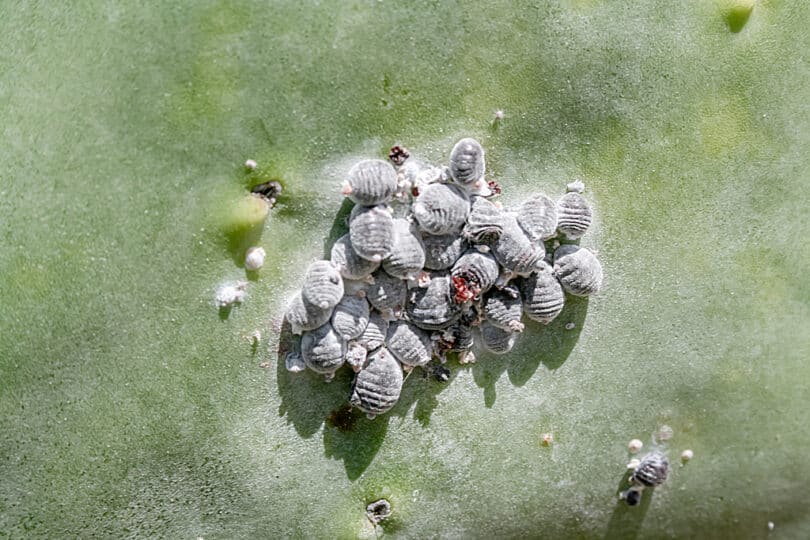 Die Cochnille-Laus (Dactylopius coccus) wurde auf den Kanarischen Inseln früher in großem Stil zur Farbstoffgewinnung gezüchtet