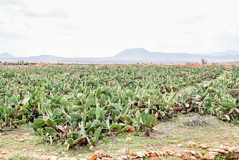 Feigenkakteen (Opuntia ficus indica) in der Nähe von Triquivijate