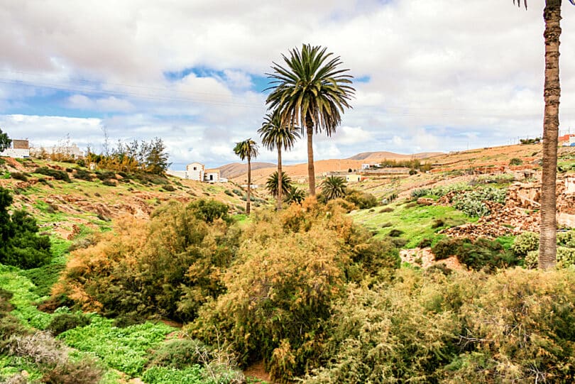 Kanarische Dattelpalmen (Phoenix canariensis) in Valle de Santa Inés