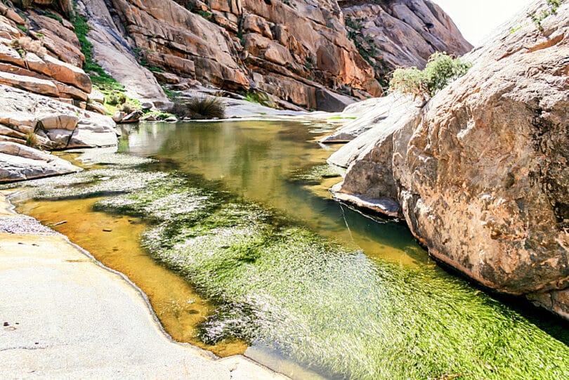 In den Tümpeln des Barranco de las Peñitas leben Wasserpflanzen und Frösche