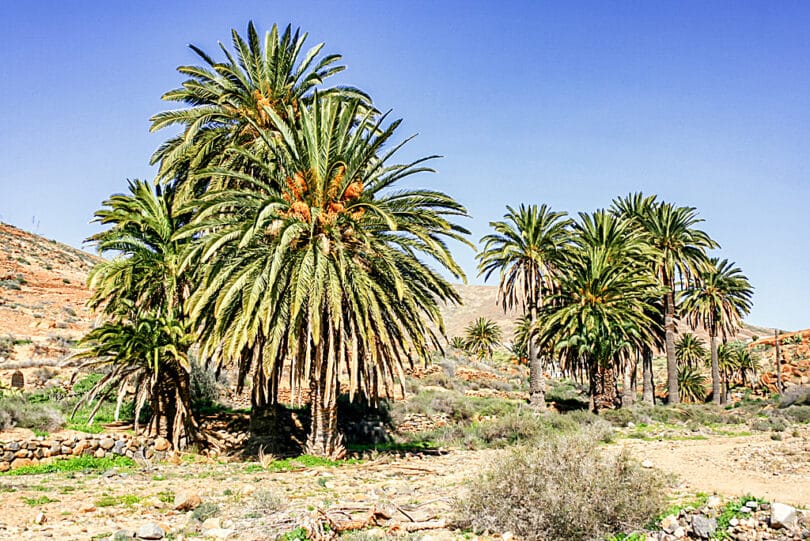 Kanarische Dattelpalmen (Phoenix canariensis) im Tal von Vega de Rio Palmas