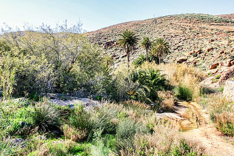 Oberhalb des Barranco de las Peñitas wachsen Schilf und Binsen