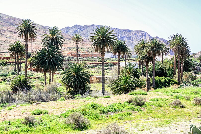 Vega de Rio Palmas liegt in einem fruchtbaren Barranco