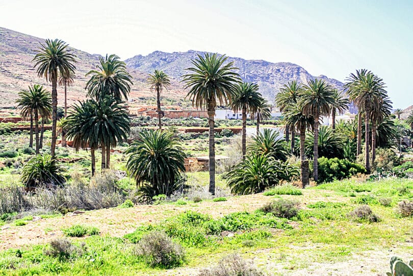 Vega de Rio Palmas liegt in einem fruchtbaren Barranco 