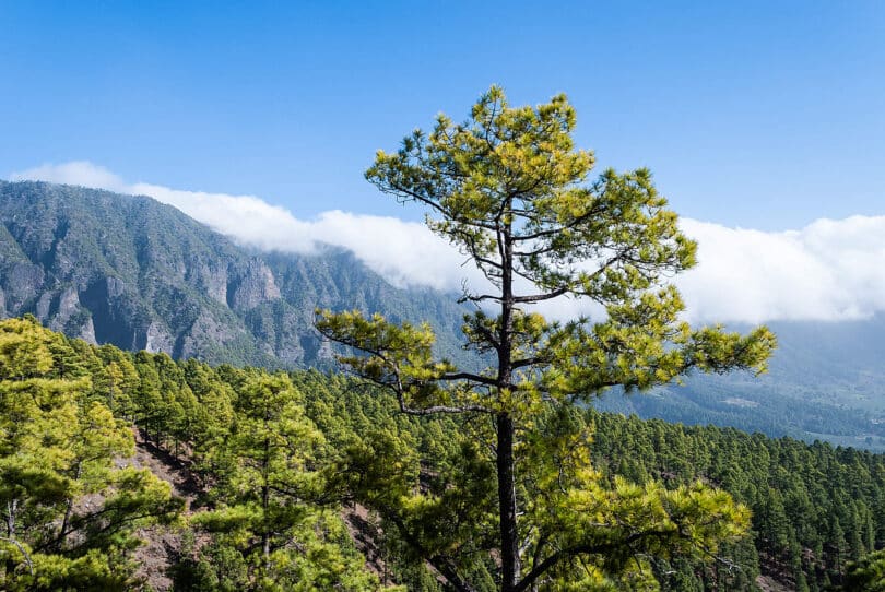 Wandern auf La Palma