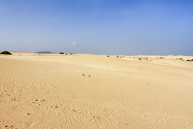 In den Wanderdünen von Corralejo leben nur wenige Tier- und Pflanzenarten