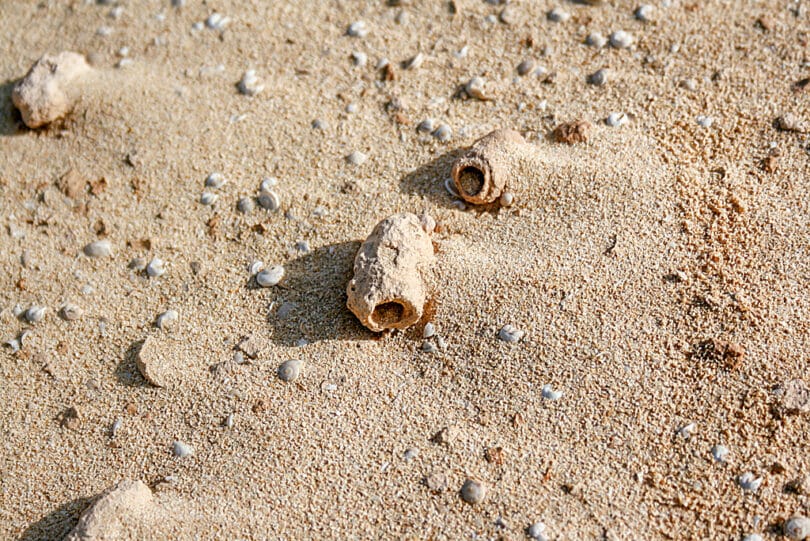 In den Wanderdünen von Corralejo findet man fossile Brutzellen von Pelzbienen (Gattung Antophora)